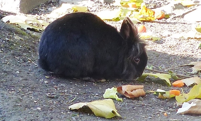 Struppi  (2014) Löwenkopf Kaninchen/Kleintiere