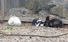 Fleur, Pauline und Löffel  (0) Kaninchen/Kleintiere
