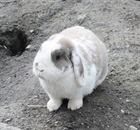 Klopfer (2015) Kaninchen/Kleintiere