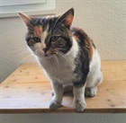 Fundkatze aus Triesenberg (0) EHK/Katzen