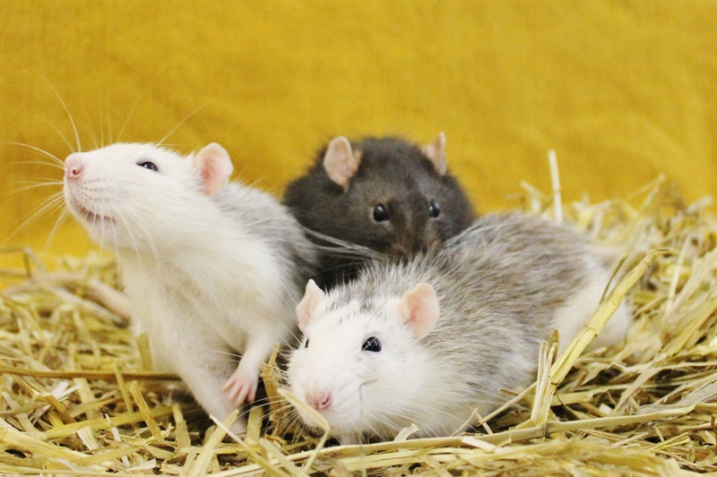 Bino, Buddy und Bilbo (braun)  (2016) Ratten/Kleintiere
