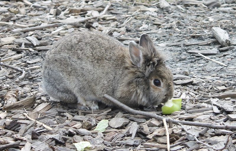 Zora  (2013) Kaninchen/Kleintiere