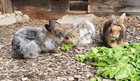 Winnie, Flynt und Rosemarie  (2014) Kaninchen/Kleintiere
