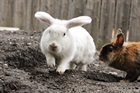 Sunny  (2014) Kaninchen/Kleintiere