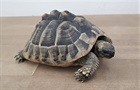Fundlandschildkröte/Schaan (0) Landschildkröte/Kleintiere