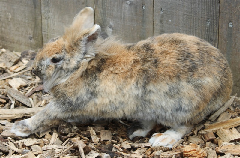 Krümel (2015) Kaninchen/Kleintiere