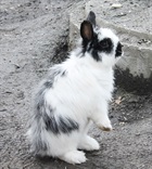 Chris (2011) Kaninchen/Kleintiere