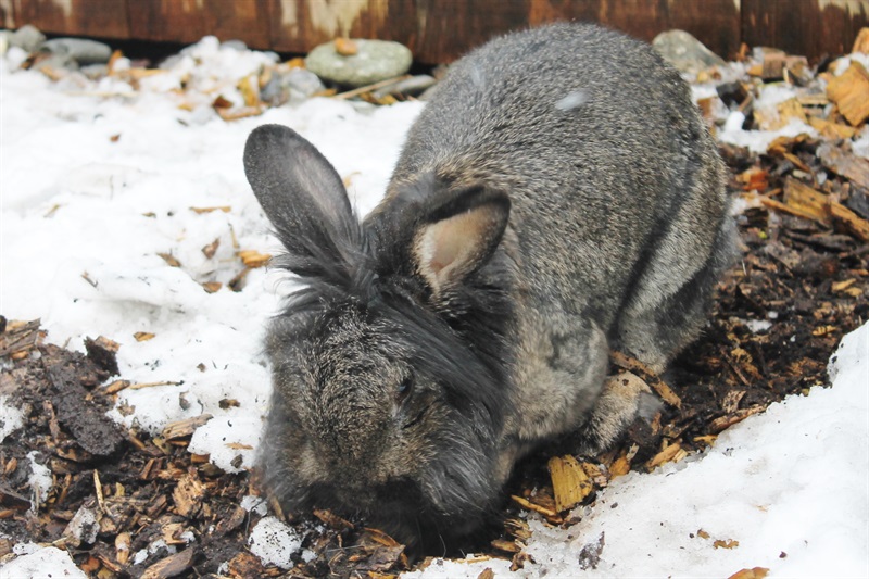 Louis  (2010) Kaninchen/Kleintiere